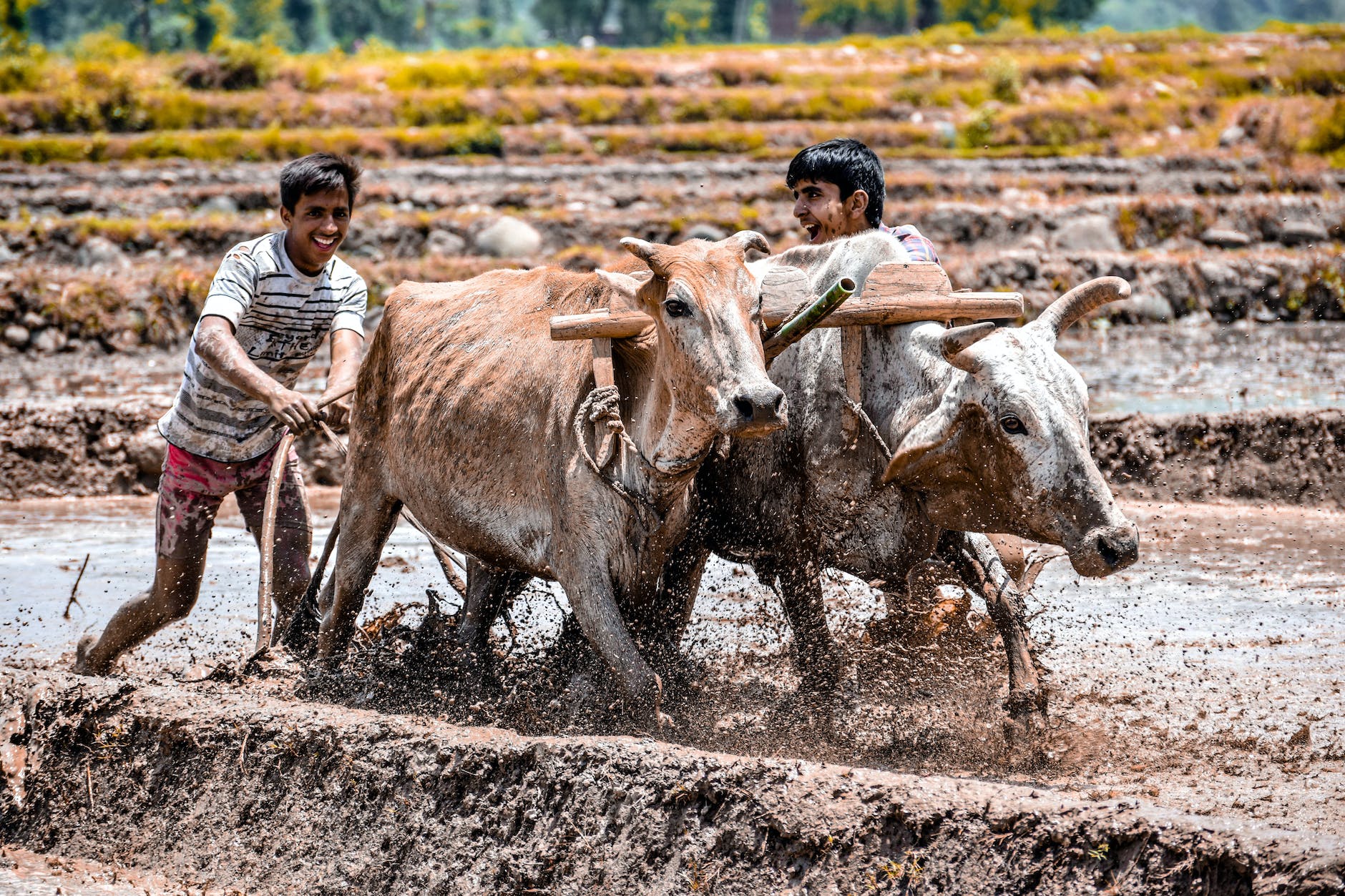 men pushing oxen plowing the field